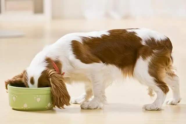 狗狗吃干粮好还是湿粮好？