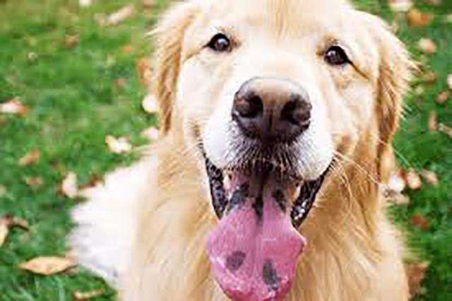 怎样从狗狗的舌头看出健康状况呢？