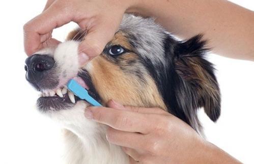 两种给狗狗刷牙的方法
