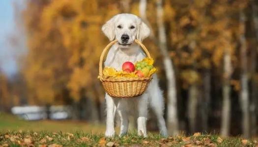 狗狗不能吃的水果有哪些？