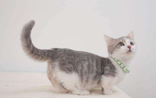 你知道猫咪尾巴姿势传达的含义吗？