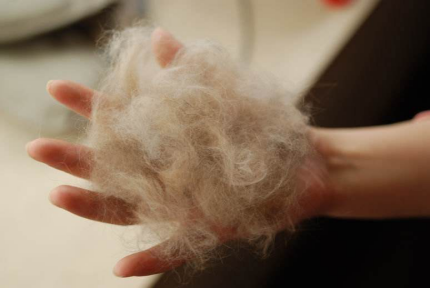 我们该如何缓解猫咪掉毛？