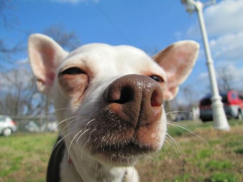 你了解多少狗鼻子的知识？
