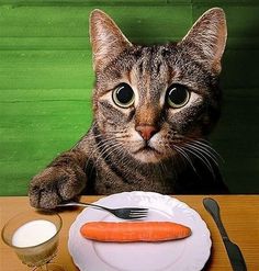 猫咪吃胡萝卜会中毒？