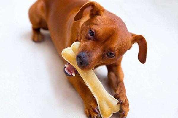狗狗啃骨头需要注意些什么吗？