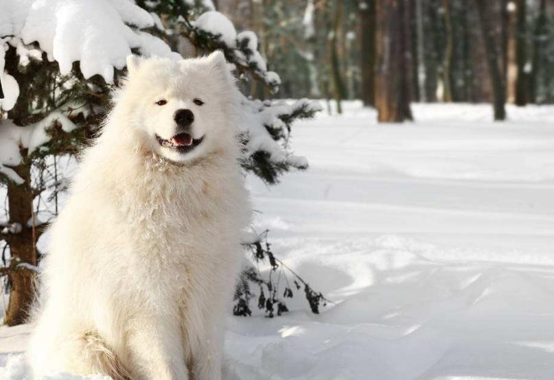 狗狗冬季保需要注意些什么？