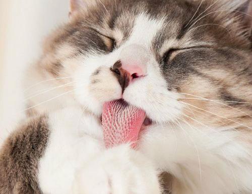 带你了解猫咪舌头的秘密