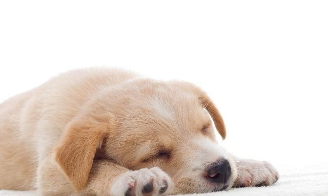 引起狗狗睡觉打呼噜的原因