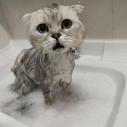 如何帮猫咪洗澡？