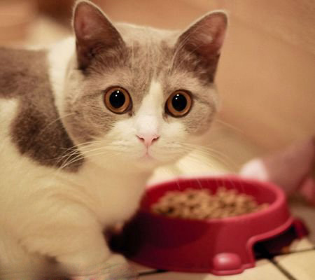 猫咪的健康饮食有哪些？