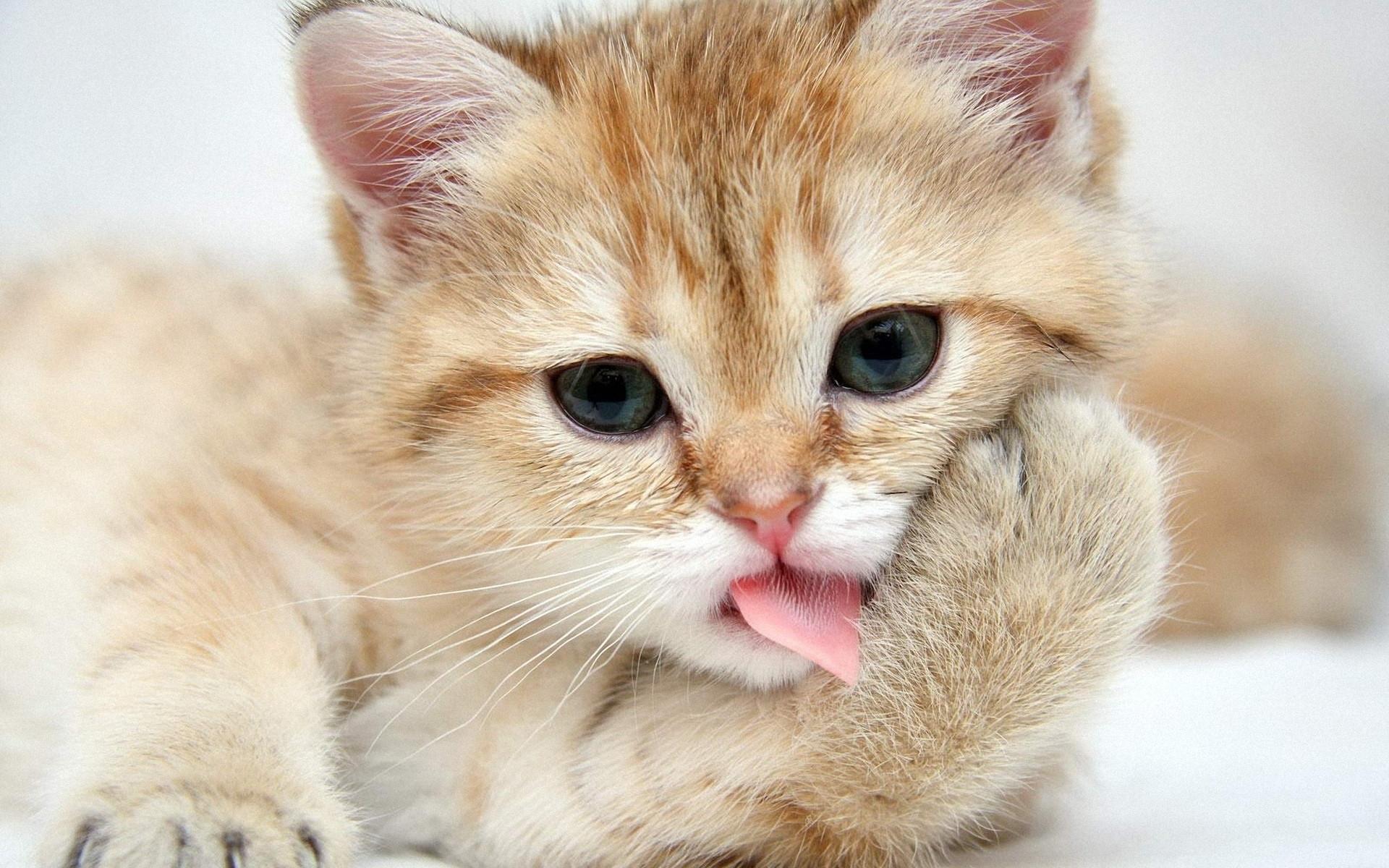 猫咪身上有臭味怎么回事？