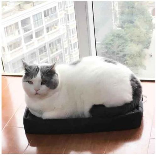 猫咪胖不胖，不能只看体重！