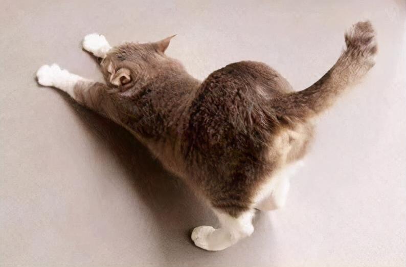 猫咪的屁股能不能摸呢?