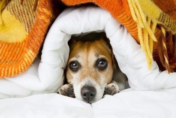 来测试一下你的狗狗是否怕冷吗？
