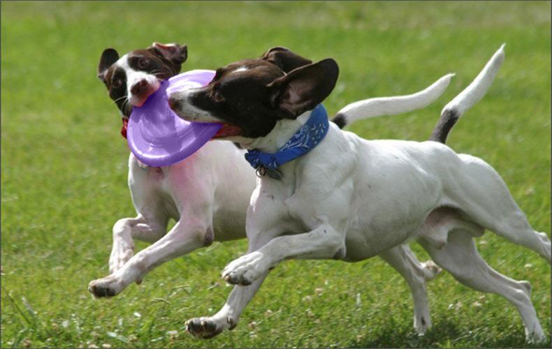 你知道狗狗的飞碟游戏吗？