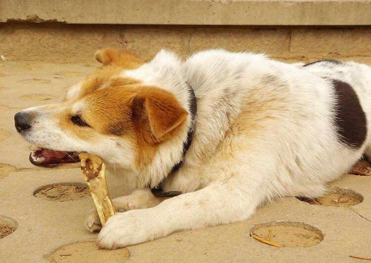 狗狗为什么会埋骨头？