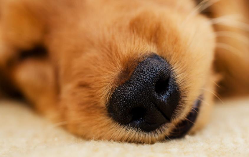 你知道狗狗的嗅觉到底有多灵敏吗?