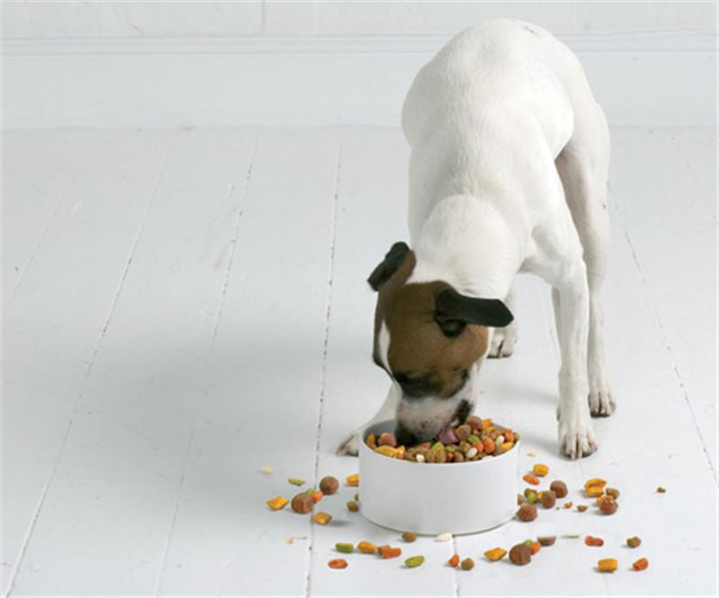 狗狗有哪些独特的饮食习性呢?