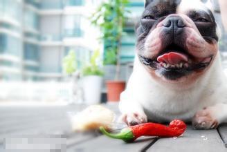狗狗可以吃辣椒吗？