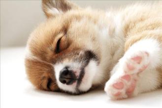 狗狗每天需要睡多久？
