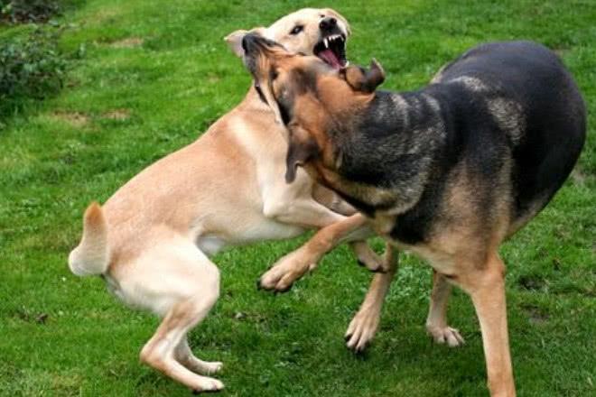 狗狗们为什么爱打架？