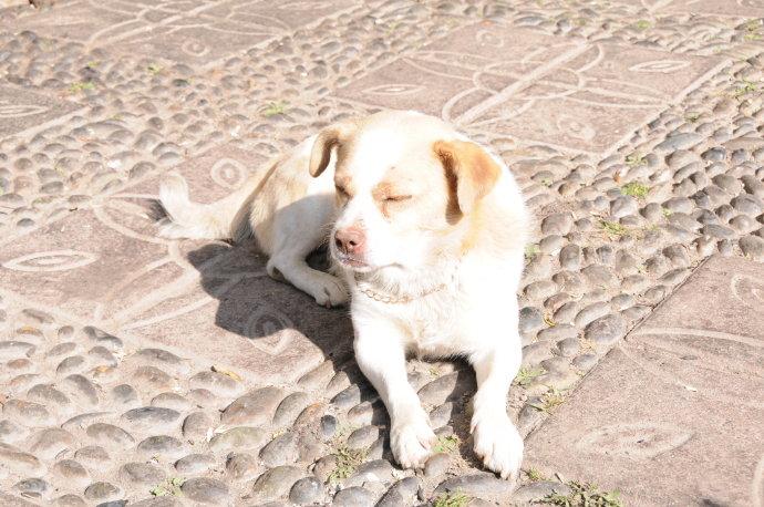 狗狗需要晒太阳吗？