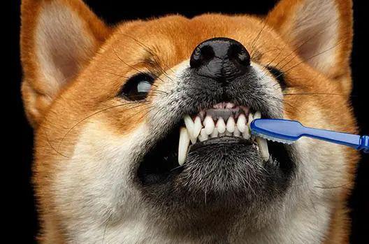狗需要刷牙吗？