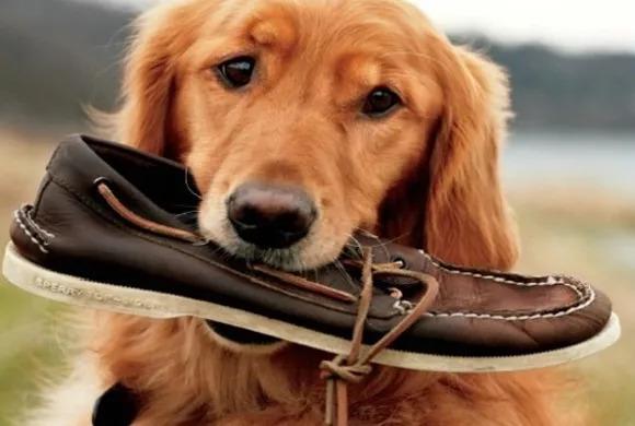 为什么狗狗对鞋子有特别的偏好？