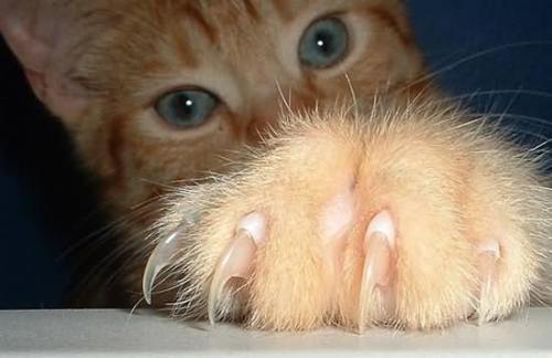 如何训练猫咪收爪子?