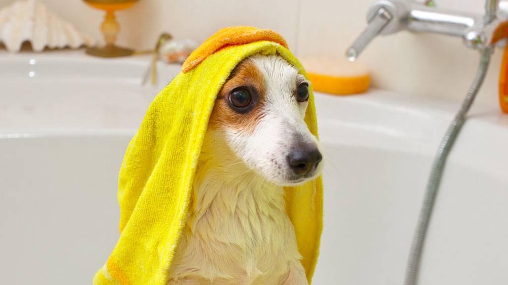 狗狗怀孕了可以洗澡吗？