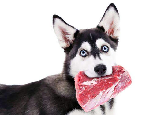 狗狗吃生肉好吗？