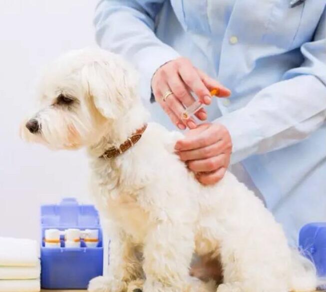 狗狗疫苗常见问题