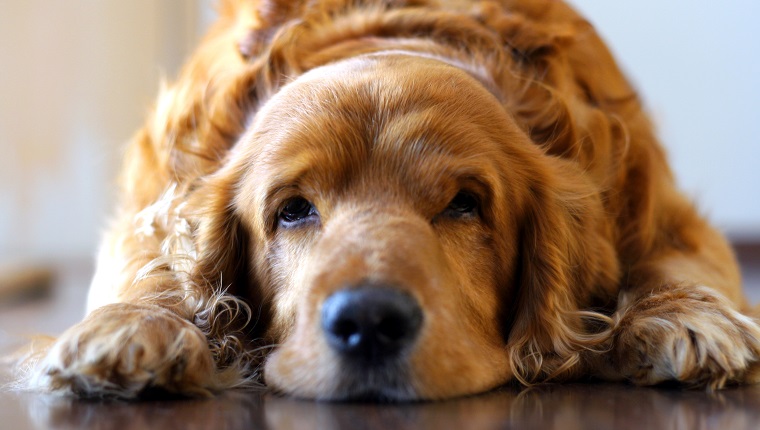 狗狗前列腺疾病的症状及原因和治疗