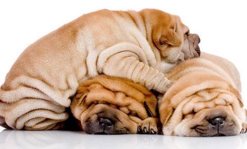 狗狗肥胖的主要原因有哪些呢？