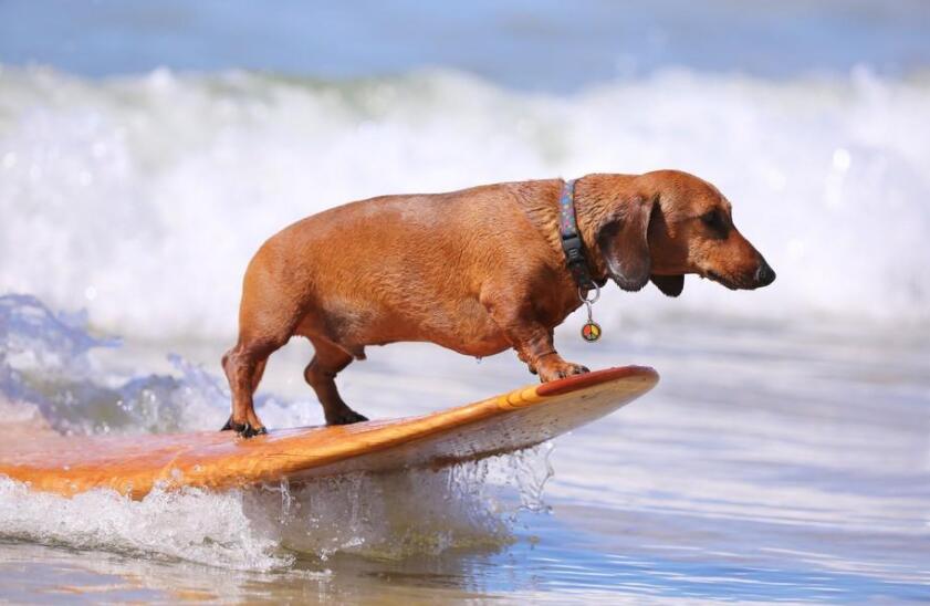 腊肠犬真的会游泳吗?