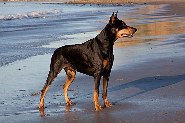 德系杜宾犬与美系的杜宾犬有什么区别？