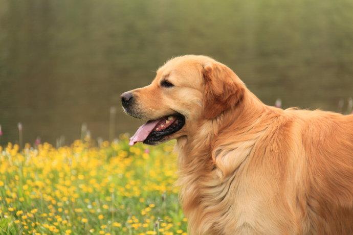金毛犬是大型犬吗?