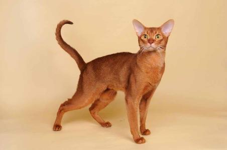 阿比西尼亚猫选购技巧及养护常识