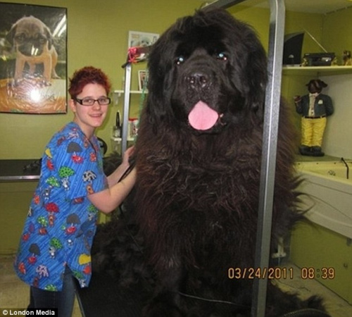 巨型宠物狗狗