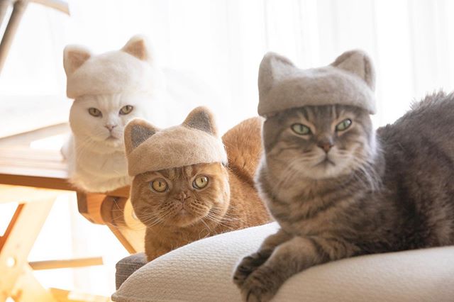 你没有想过猫毛也可以这样子利用——超逗趣猫毛帽