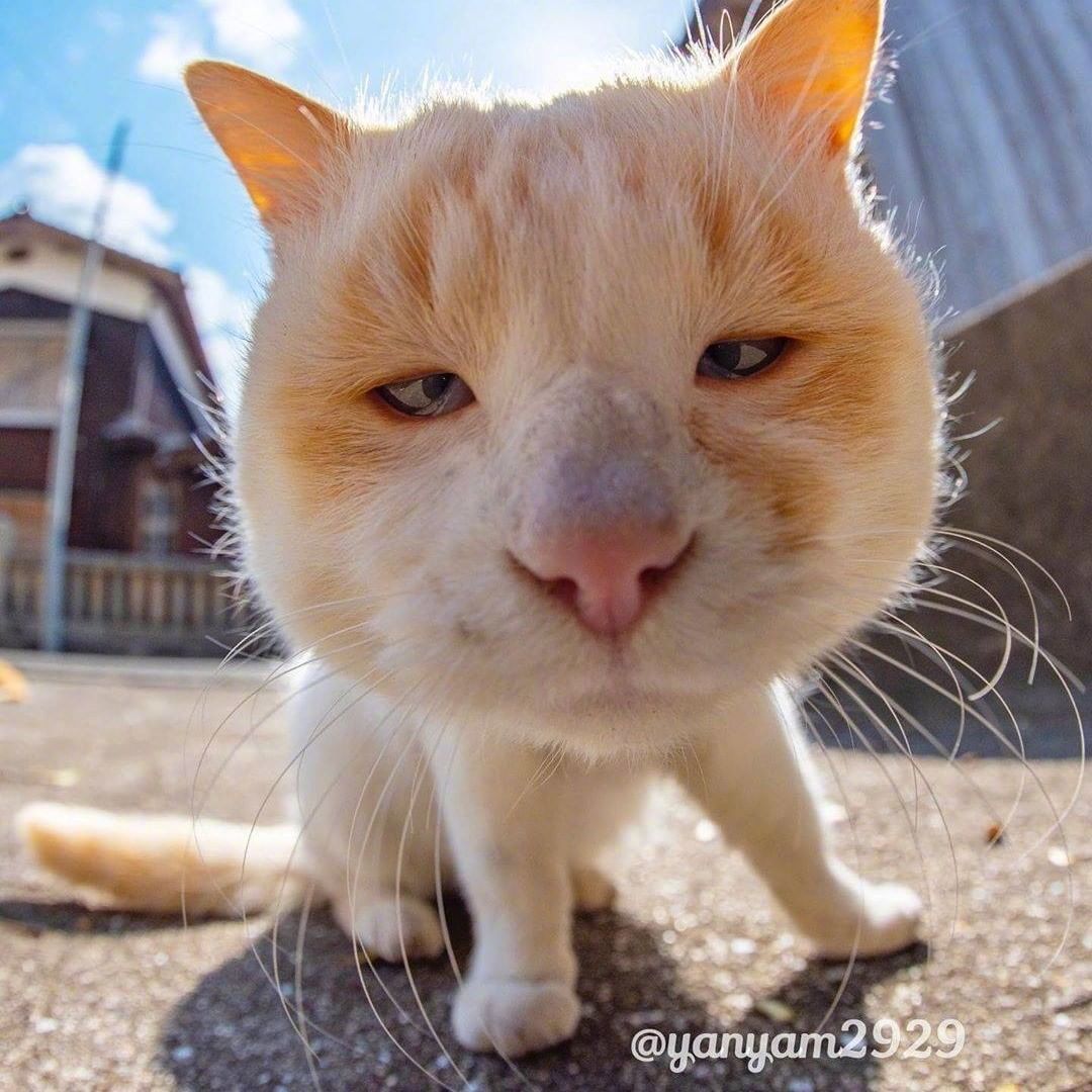 鱼眼镜拍摄猫咪大头照——日本摄影师yanyam2929