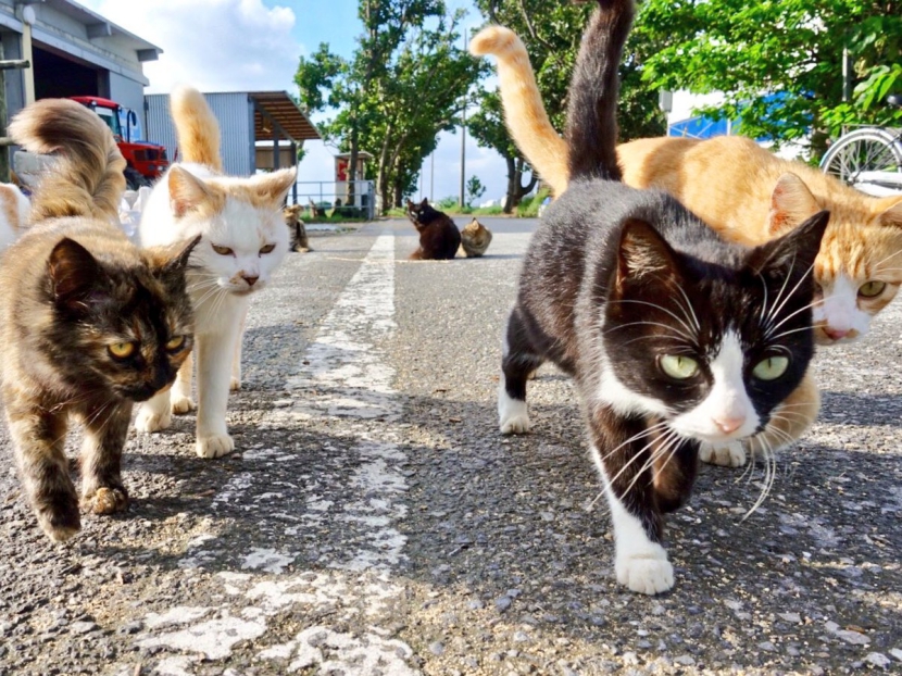 「野良猫散步」照片集——日本摄影师繁昌良司