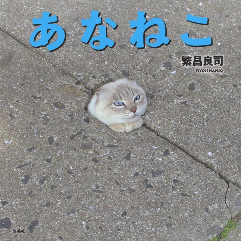 「穴之猫」照片集——日本摄影师繁昌良司