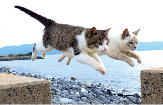 「飞猫」照片集——日本运动摄影师繁昌良司