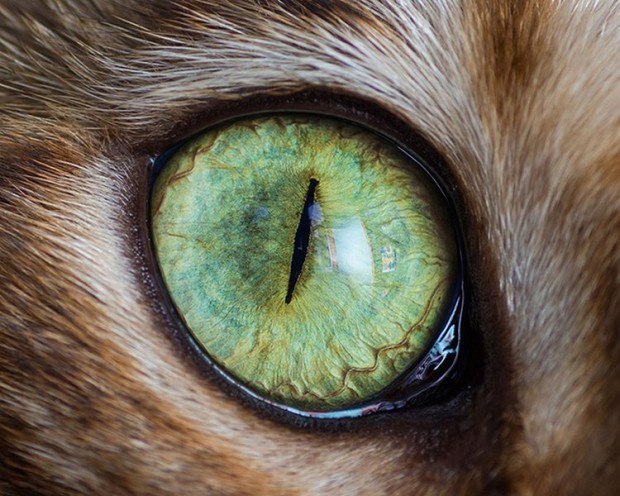 拍猫达人Andrew Marttila的微距作品——猫之眼