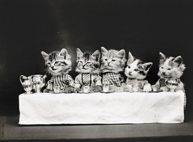 一个世纪以前的猫咪写真——美国摄影师Harry Whittier Frees