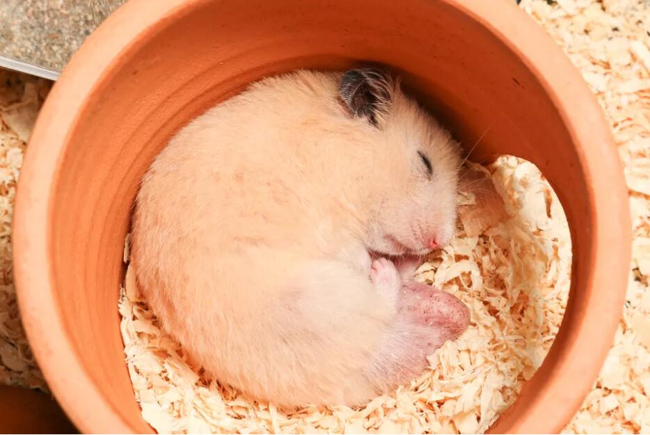 仓鼠能睡多久？