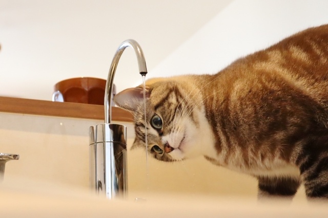 猫咪不喜欢喝水该怎么办呢？